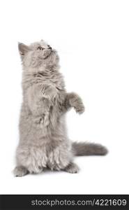 british kitten standign on it&rsquo;s paws looking up isolated