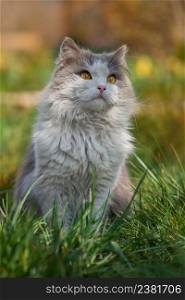 British longhair cat in the garden.Beautiful bicolor gray and white cat. Kitten curious looking with huge eyes.. British longhair cat having fun outdoor. Portrait of cute short hair cat. Portrait of adorable gray kitten