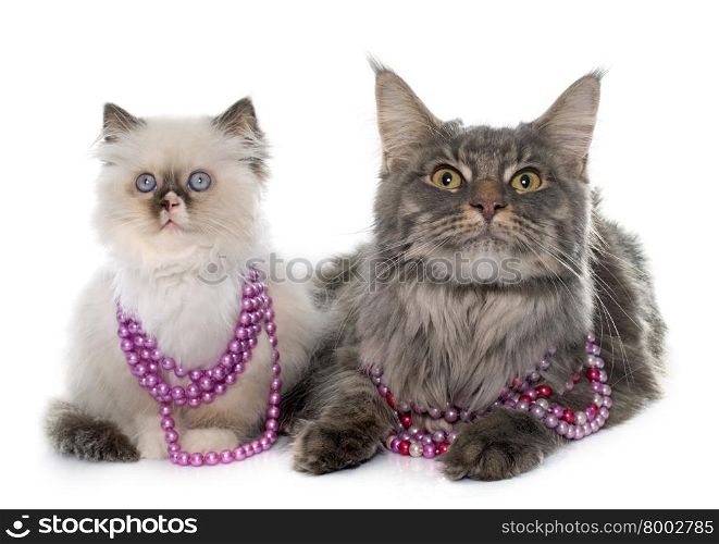 british longhair kitten and maine coon in front of white background