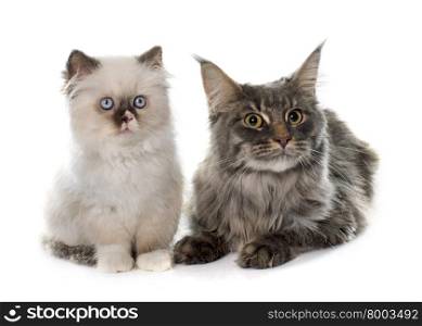 british longhair kitten and maine coon in front of white background