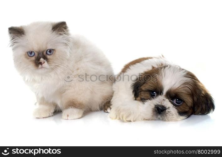 british longhair kitten and puppy in front of white background