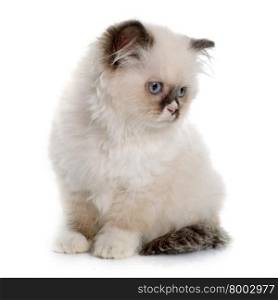 british longhair kitten in front of white background