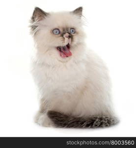 british longhair kitten in front of white background