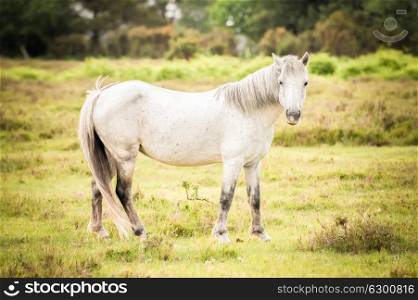 british new forest pony in autumnal foliage
