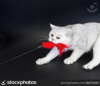 British short hair silver shaded cat playing and pulling red cat toy isolated on black background