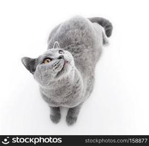 British Shorthair cat isolated on white. Lying, top view. British Shorthair cat isolated on white. Lying