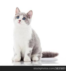 British shorthair cat on a white background. british cat isolated