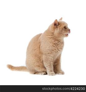 British shorthair cat on a white background. british cat isolated