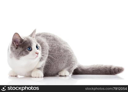 British shorthair cat on a white background. british cat isolated