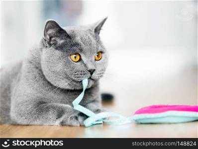 British Shorthair cat playing with a toy at home. British Shorthair cat playing with a toy