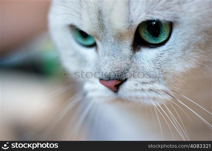 British shorthair cat portrait. Animals: close-up portrait of British shorthair silver shaded chinchilla cat