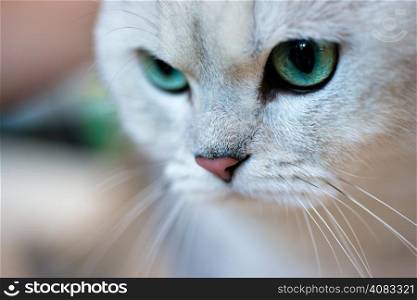 British shorthair cat portrait. Animals: close-up portrait of British shorthair silver shaded chinchilla cat