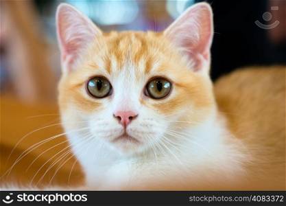 British shorthair cat portrait. Animals: close-up portrait of young British shorthair bicolour cat