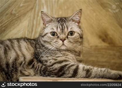 British shorthaired tabby cat looking in the camera and lying