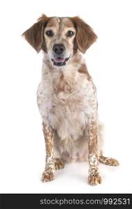 brittany dog in front of white background