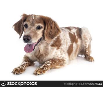 brittany dog in front of white background