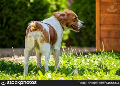 Brittany dog in garden outdoors standing on a grass. Dog background.. Brittany dog in garden outdoors run and jump with ball towards