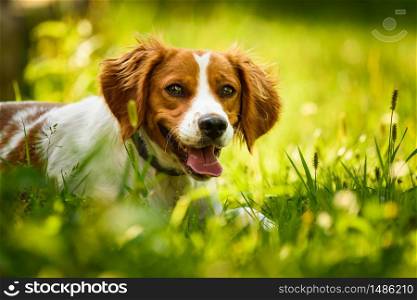 Brittany Spaniel dog lying in grass hidding from summer heat. Canine background. Brittany Spaniel dog lying in grass hidding from summer heat.