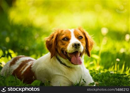 Brittany Spaniel dog lying in grass hidding from summer heat. Canine background. Brittany Spaniel dog lying in grass hidding from summer heat.