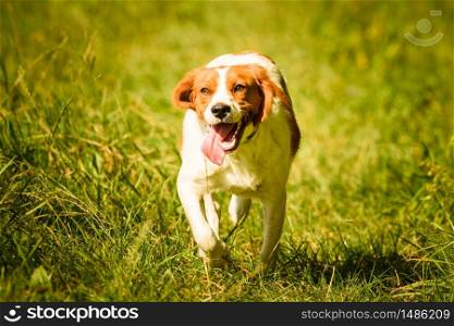 Brittany Spaniel dog running through a field. Hound concept. Brittany Spaniel dog running through a field.
