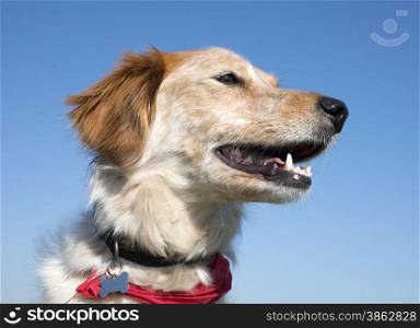 brittany spaniel in front of a blue sky