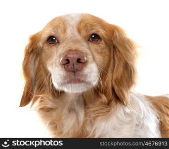 Brittany Spaniel in front of white background