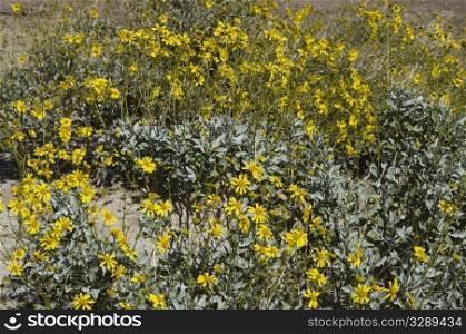 Brittlebush plant with flowers