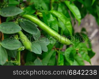 Broad Bean Imperial green Longood growing in the garden