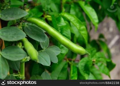Broad Bean Imperial green Longood growing in the garden