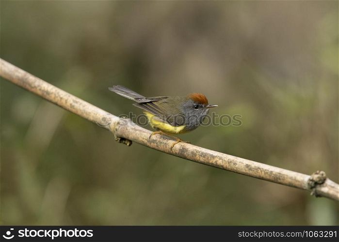 Broad-billed warbler, Tickellia hodgsoni, Mishmi Hills, Arunachal Pradesh, India