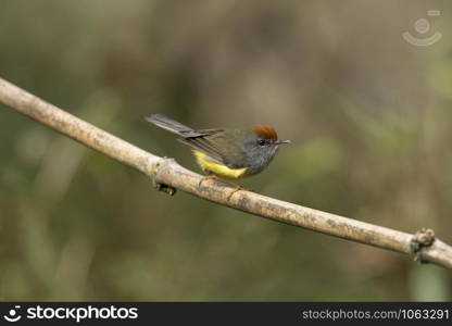 Broad-billed warbler, Tickellia hodgsoni, Mishmi Hills, Arunachal Pradesh, India