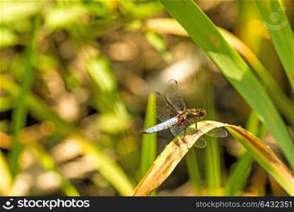 Broad-bodied chaser sitting at a pond