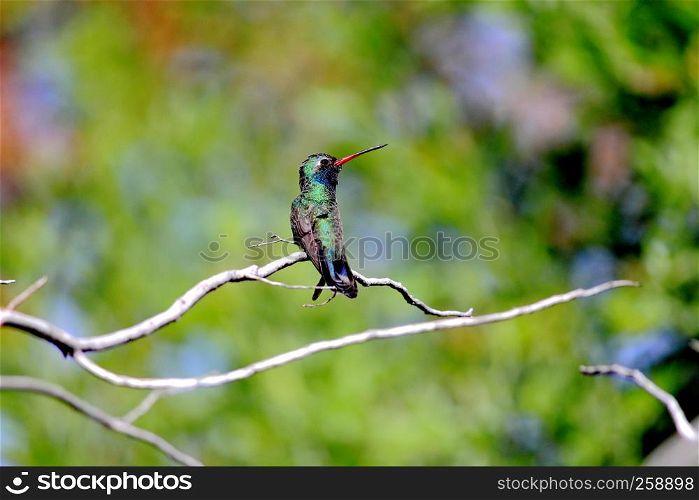 Broadbilled hummingbird - Cyanthus latirostris