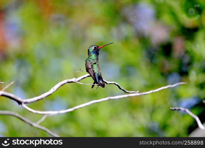 Broadbilled hummingbird - Cyanthus latirostris