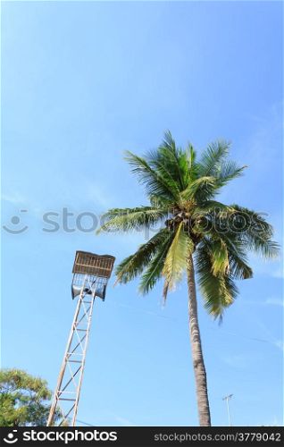 Broadcast tower with coconut trees and blue sky.