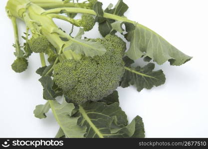 Broccoli