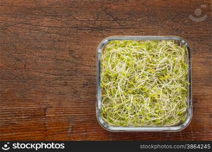 broccoli and radish sprouts in a square glass container against rustic wood