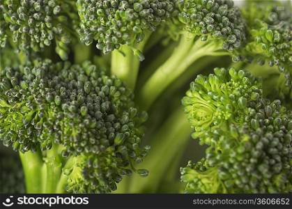 Broccoli, close-up