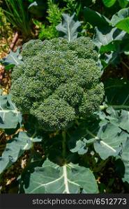 Broccoli plant in an organic orchard homestead. Broccoli plant in an organic orchard urban homestead