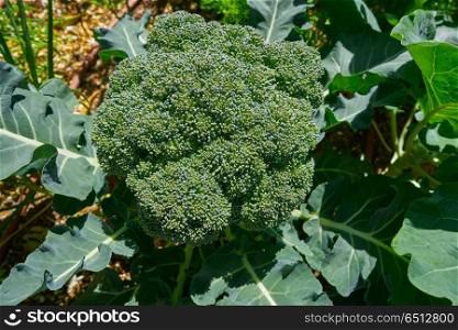 Broccoli plant in an organic orchard homestead. Broccoli plant in an organic orchard urban homestead