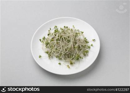Broccoli sprout