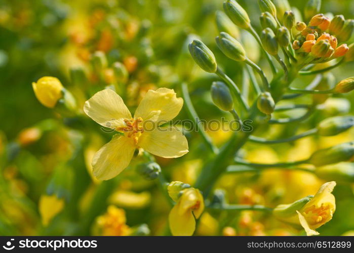 Broccoli yellow flowers macro detail . Broccoli yellow flowers macro detail from organic orchard