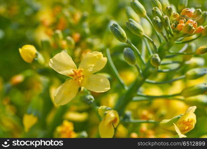 Broccoli yellow flowers macro detail . Broccoli yellow flowers macro detail from organic orchard