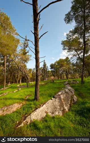 Broken Tree on the Clearing in Israel