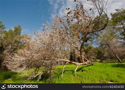 Broken Tree on the Clearing in Israel