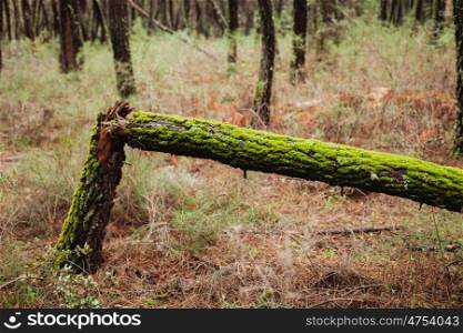 Broken trunk of a tree full of green moss