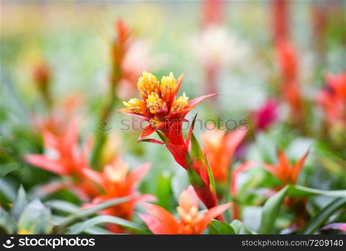 Bromeliad flower decorate / Beautiful red and yellow bromeliad garden nursery plants background