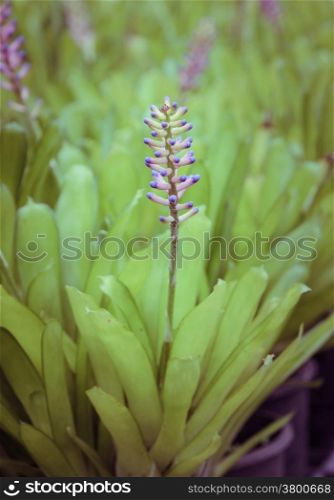 Bromeliad flower or Aechmea lueddemanniana plant