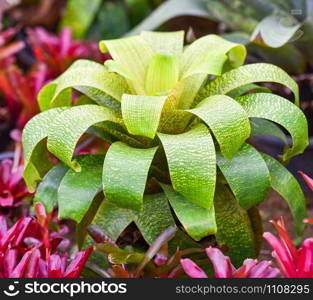 Bromeliad green leaves large garden colorful of striped bromeliad flower blooming in nursery farm plant background / Aechmea fasciata