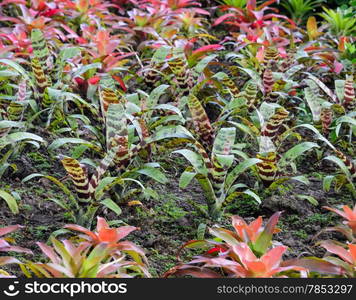 Bromeliad plants in the garden